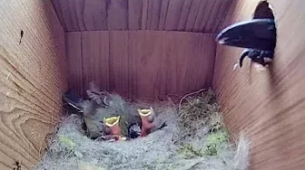 15th May 2021 - Magpie attack thwarted! - Blue tit nest box live camera highlights