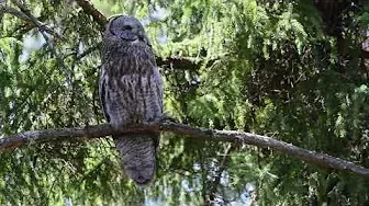 Great Gray Owl Swaying in the Forest