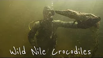 Scuba diving with DEADLY Nile Crocodiles