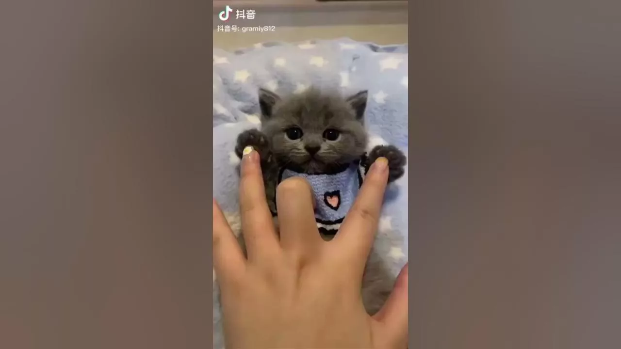 ПУШИСТОЕ ЛИЦО | Милый и маленький котёнок лежит \ A cute and small kitten is lying