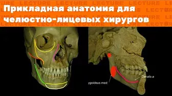 Лекция: Прикладная анатомия для челюстно-лицевых хирургов