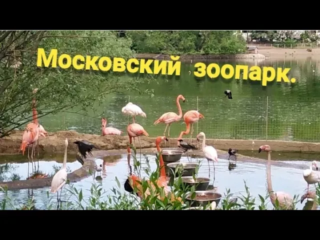 Московский зоопарк — один из самых больших и старых зоопарков России. Моя прогулка, 2022 год.