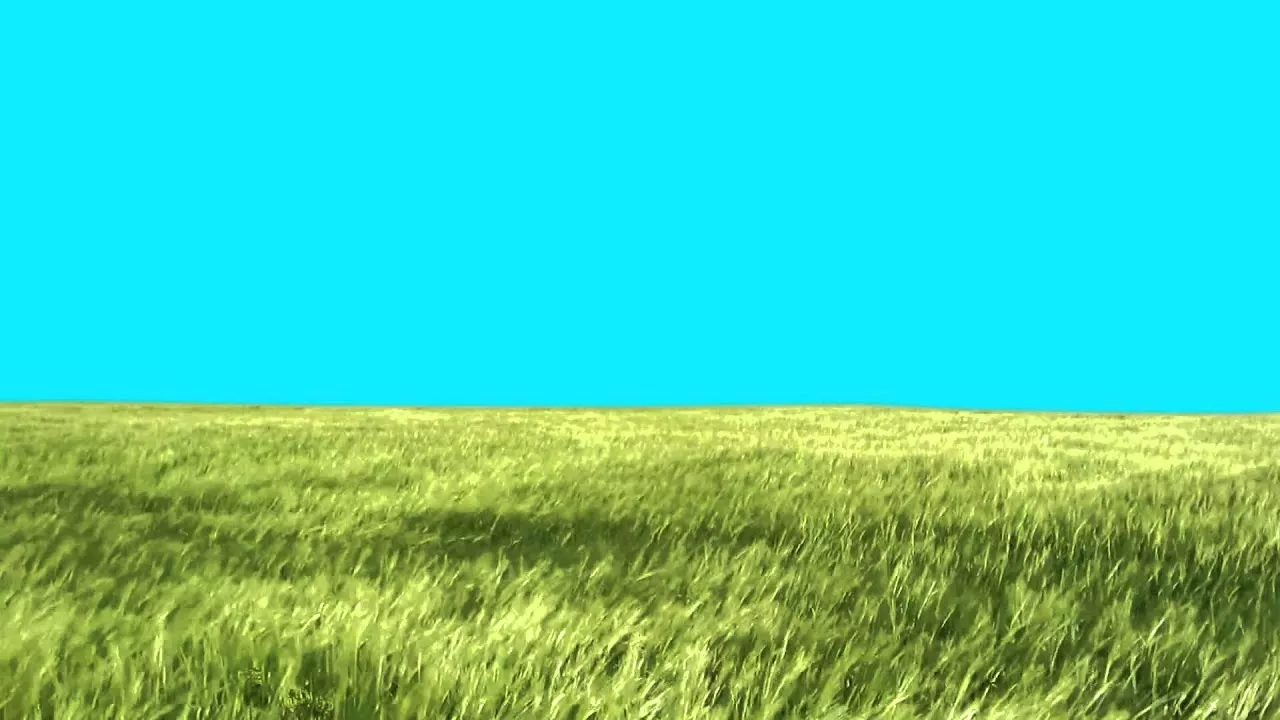 Green Screen Lawn High Grass moves with the wind HD - Footage PixelBoom