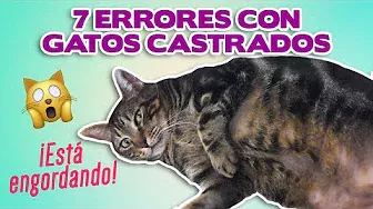 7 ERRORES con GATOS CASTRADOS 😼 | ¡Estás haciendo que tu gato engorde! ¿Se vuelven más mansos?