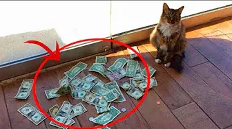 ネコは毎日お金を運んできました。お金の出所を知って、人々は驚愕！