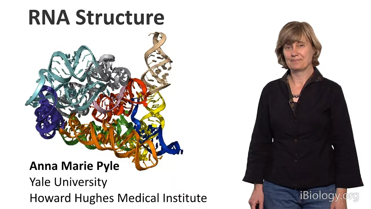 Anna Marie Pyle (Yale U./HHMI) Part 1: RNA Structure