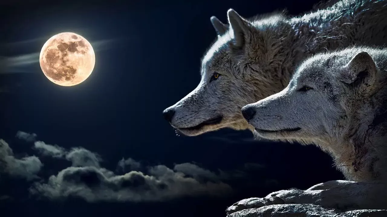 исцеляющая шаманская музыка с волками