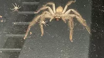 In Stomach-Churning Video, Huntsman Spider Fills Car With Babies | Viral Video
