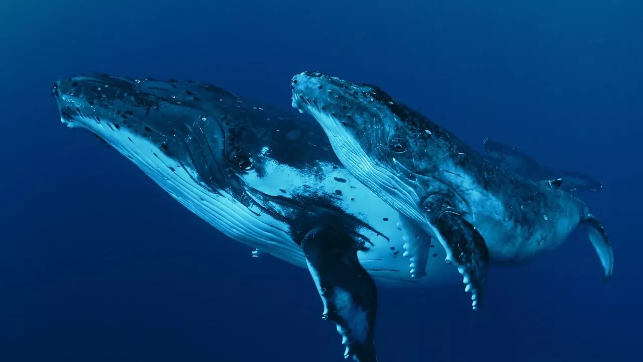 Мудрость китов / Whale Wisdom | HD |