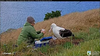 Royal Albatross Hatchling Returned To Female At Nest Site | DOC | Cornell Lab – Jan 26, 2022