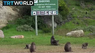 Baboon Wars: Cape Town's raiding baboons face new obstacle