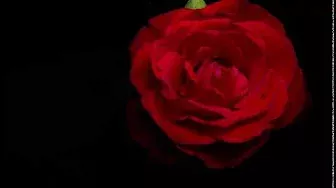 Red Rose Bloom [4K] [Timelapse]