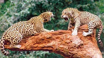 Животные мира Совершенная кошка Призрак снов Леопард Непревзойдённый охотник Голос Африки
