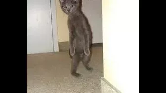 Cats Who Walk on Two Legs Part 2! (A Compilation)