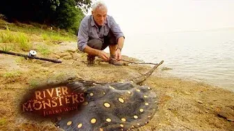 Jeremy Catches A Potentially Lethal Stingray | STINGRAY | River Monsters