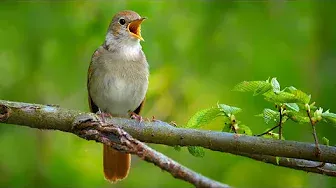 Nightingale singing | The best bird song in the world | Luscinia megarhynchos | Slavík obecný