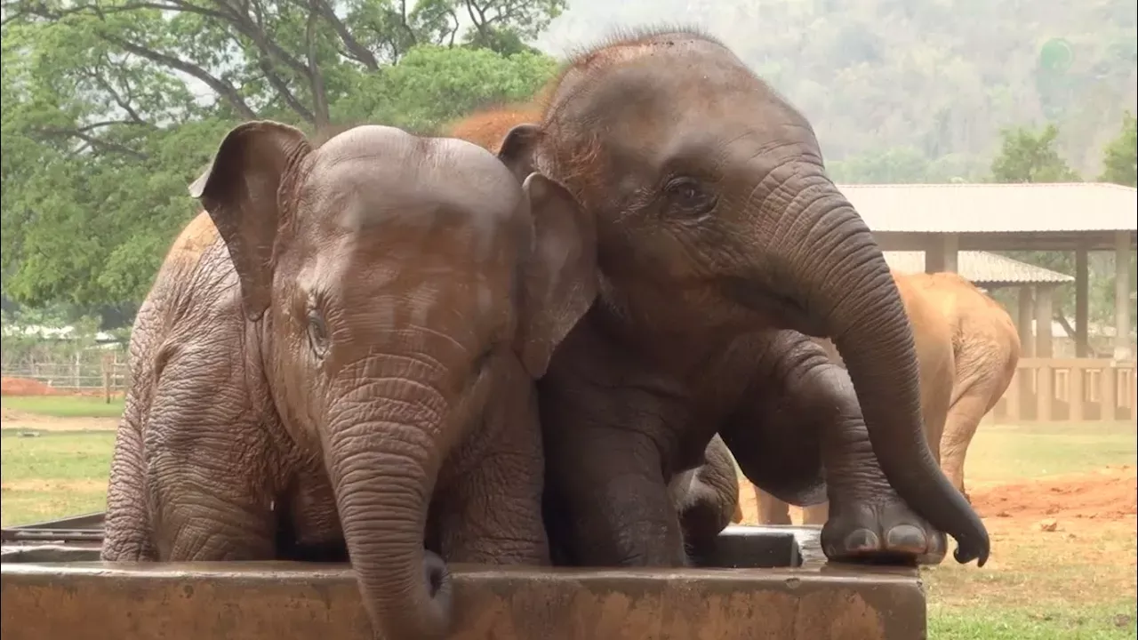 Baby Elephant Enjoying In The Water Tank - ElephantNews