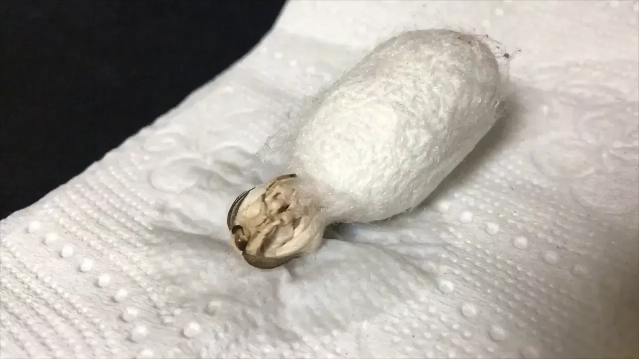 Silk Worm Moth eclosing from it's cocoon