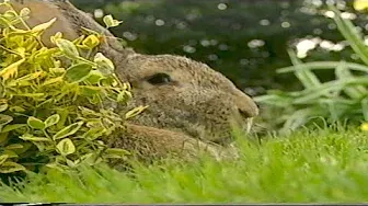 Teletubbies: Rabbits (VHS Capture)