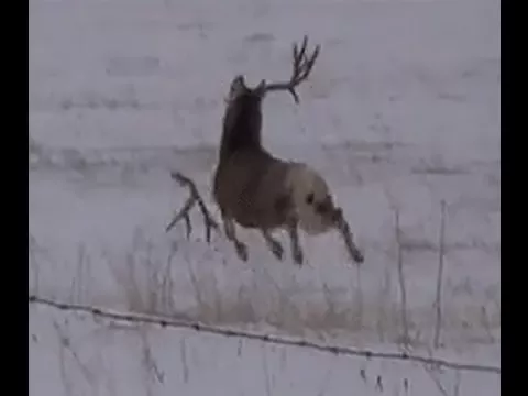 Mule deer buck with droptine shedding antlers on film! a must see!