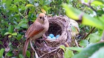Bird hatching and brooding (HD)