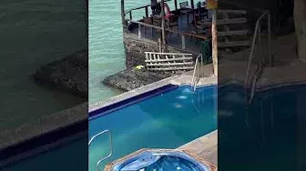 Sea Lion Comes on Land, Swims in Pool and Steals Man's Chair || ViralHog