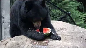 Animals enjoying watermelons