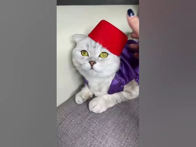 Aladdin Cat Cosplay