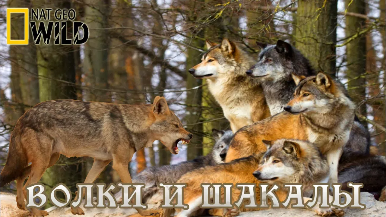 Волки и шакалы - Дикие охотники. Мир диких животных. #Документальный фильм. National Geographic 16+