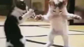 Ебанутый кот танцует под дудку другого кота