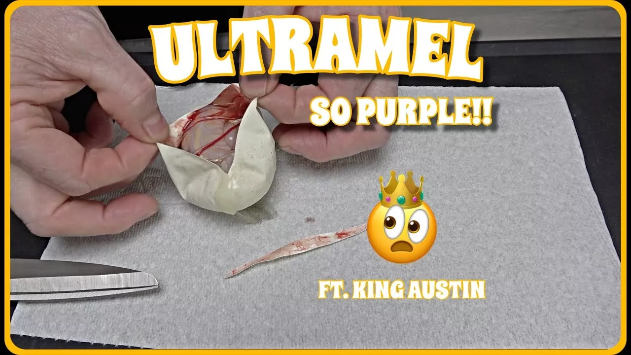 Insane Ultramel Ball Python Egg Cutting! Split Pairing With King Austin!