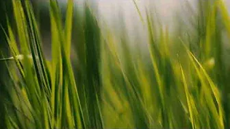 Footage — Travushka Muravushka. Beautiful grass in the Russian field. Beautiful nature [Full HD]