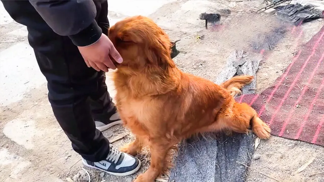 Crying Dog Put His Head At Man's Hand And Desperately Begs To Be Rescued From the Dog Meat Market