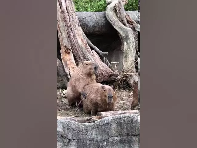Capybara Mating