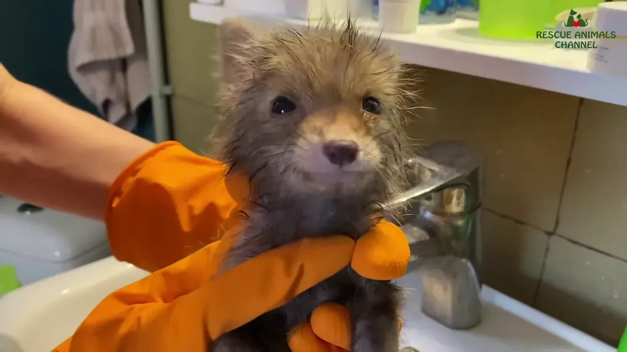 Cute fox became attached to a human after being rescue