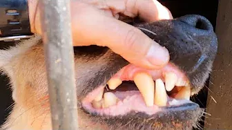Spotted Hyenas Feeding Frenzy | The Lion Whisperer