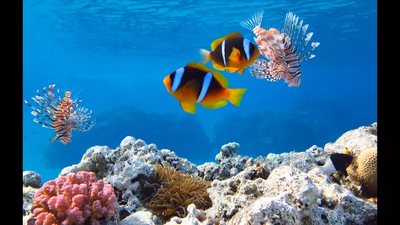 Подводный мир Шарм-Эль-Шейх, Египет 🦑 Красное море 🐡 Red Sea 🐟 Sharm-El-Sheikh 🐠 Naama Bay 🦀