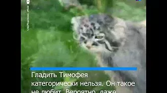 Московский зоопарк поделился кадрами с трапезы манула Тимофея