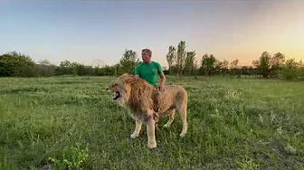 Видео ОБЯЗАТЕЛЬНОЕ К ПРОСМОТРУ ! Я помогаю льву Султану сражаться с ДЕСЯТКОМ ЛЬВОВ !  Lion man !