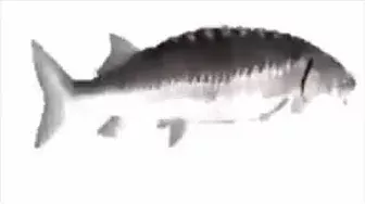 Fish spinning to Funky town - Low quality