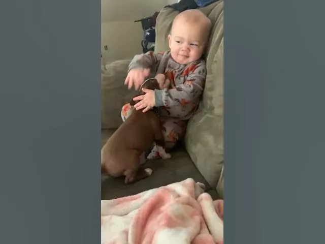 Dog Licks Baby on the Couch! #Animals #Shorts