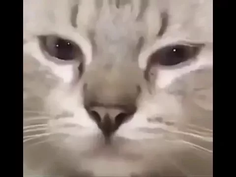 Sad Cat Song