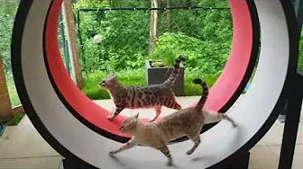 Katzenlaufrad Cat in Motion