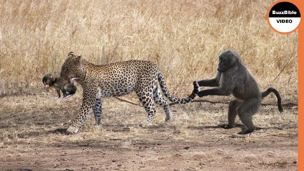 After Baboon Mother Dies, Leopard Treats Baby Baboon Like it's Mother