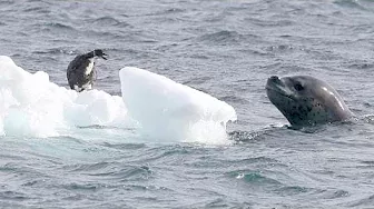 Leopard Seal vs Penguin Chick - Nature is amazing!