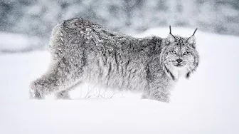 Ghost Of The Northwoods: The Canada Lynx