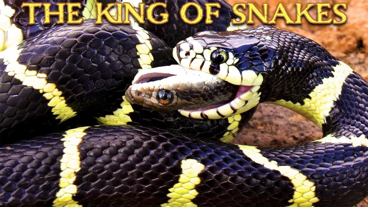 King snake eats Patch-nosed snake in Arizona! Insane footage