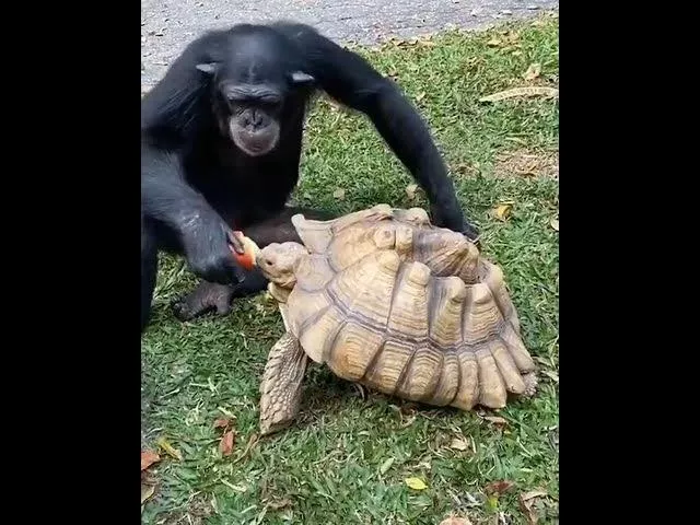 Monkey feeds turtle an apple / обезьяна кормит черепаху яблоком