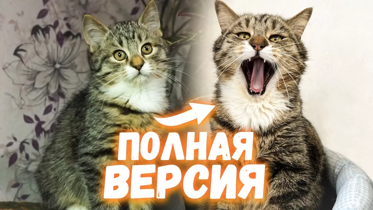 Спасение котенка Кузи. Полная версия / SANI vlog
