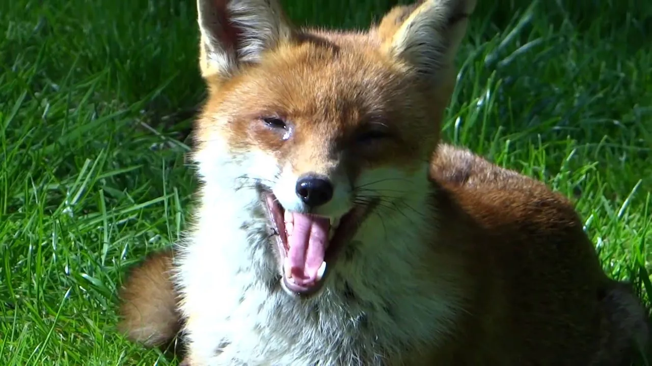 Carrie fox panting